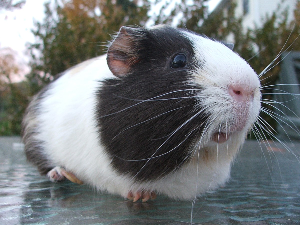 Healthy diet for guinea pigs