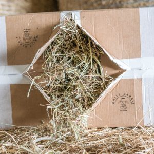 timothy hay