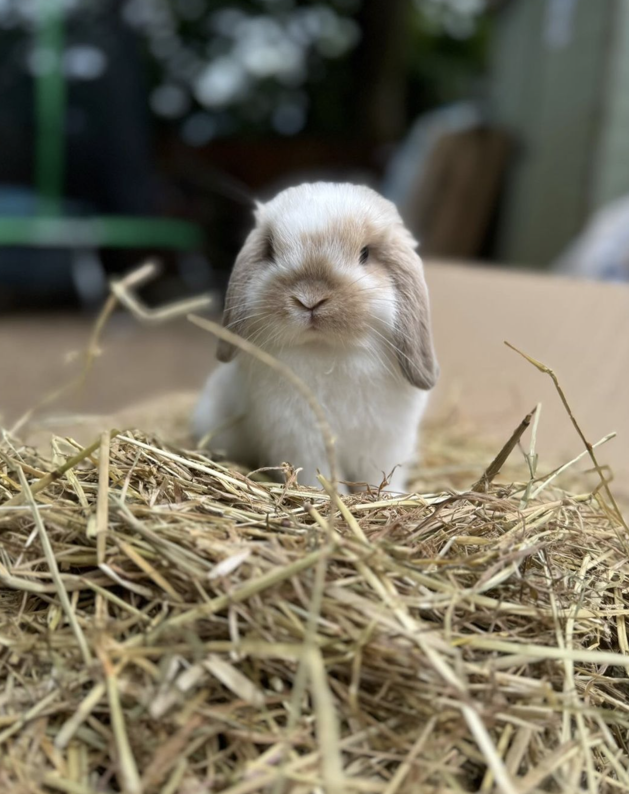 How Hay Helps Dental Health