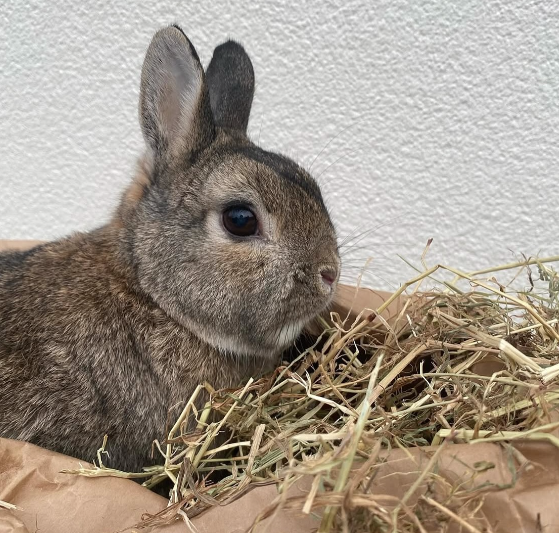 A Bundle Of Hay A Day Keeps The Vets Away